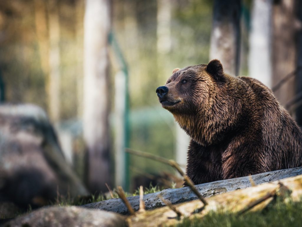 Japão aposta em lobo robô contra ursos selvagens - Quero Mais Tecnologia