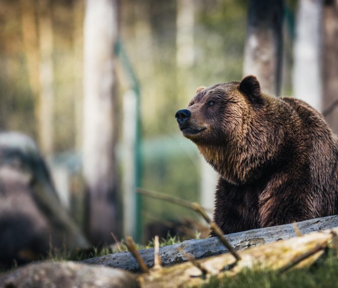 Japão aposta em lobo robô contra ursos selvagens - Quero Mais Tecnologia