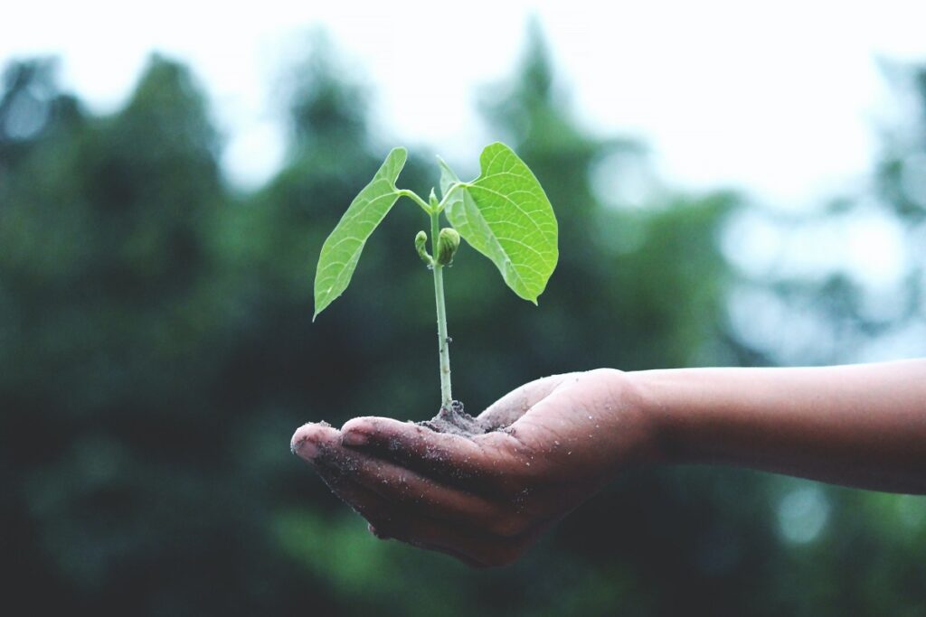 Oxigênio: A imagem apresenta uma pessoa segurando uma pequena planta ainda com a raiz e também terra. 