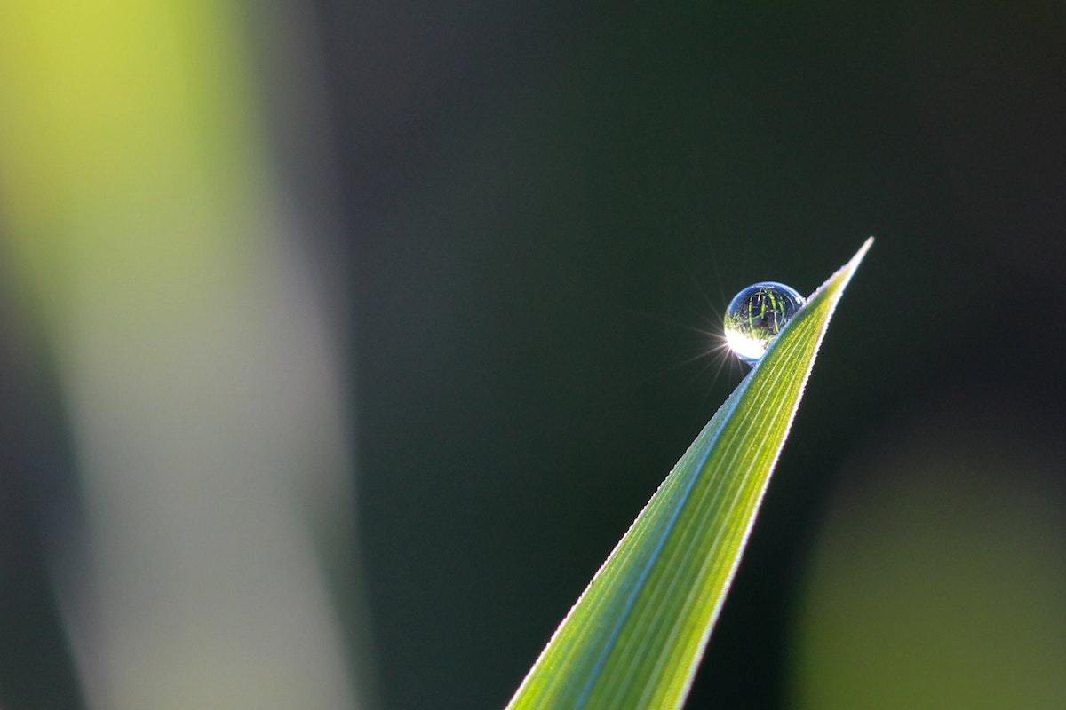 Gota de água em ponta de folha de planta